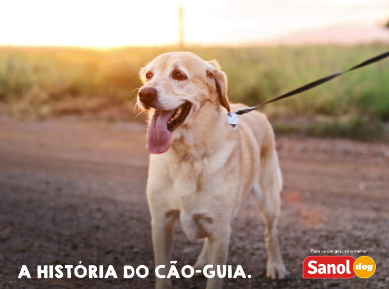 Como entender os sinais e o comportamento dos cavalos - Sanol Dog