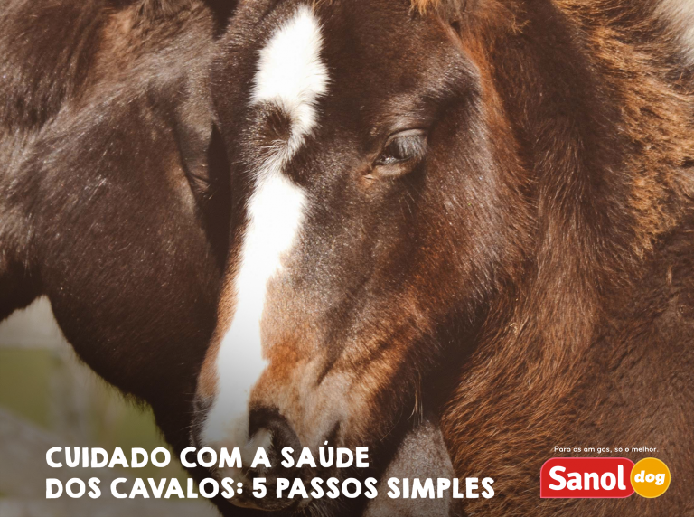 Como entender os sinais e o comportamento dos cavalos - Sanol Dog